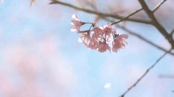 rosa ciliegia fiori ramo nel primavera fioritura. giapponese sakura. hanami Festival. video