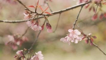 roze kers bloemen Afdeling in voorjaar bloeien. Japans sakura. Hanami festival. video
