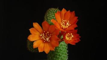 Beautiful cactus flower blooming time lapse isolated on black background. video