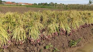 red onion harvests collected by farmers in indonesian plantations video
