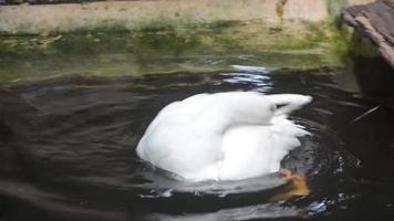 white duck is playing in the pond. video