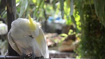 blanc perroquets sont élevé dans un ouvert jardin maison. video