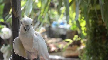 animal de compagnie domestique, blanc perroquet ou cacatoès sont élevé dans un ouvert jardin maison. video