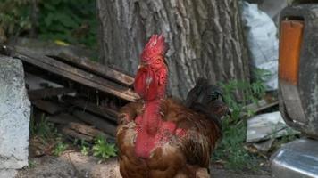 Close-up of a rooster with a neck like a turkey stands near the car. New breeds of domestic birds. video