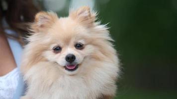 mini pomeranian, de minsta pomeranian hund i de händer av en kvinna närbild. video