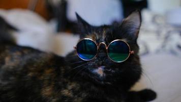 A tricolor cat is lying on the bed in glossy dark glasses. The concept of pets. video