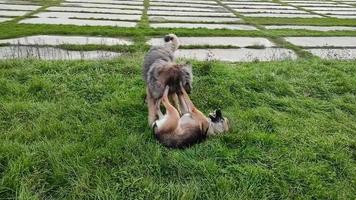 verdwaald honden strijd Aan de groen gras in de park. concept van dakloos dieren. video