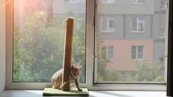 ein Kratzen Post auf ein sonnig Fensterbrett. Ingwer Kitty ist haben Spaß spielen mit das Seil. das Konzept von Liebe zum Haustiere. video