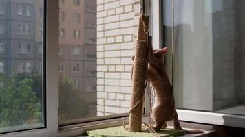 A scratching post on a sunny windowsill. Ginger Kitty is having fun playing with the rope. The concept of love for pets. video