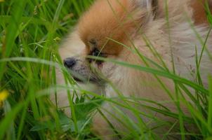 a red-haired little dog in the grass. spitz walking in the garden photo