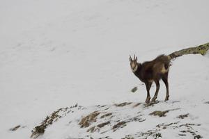 un ciervo de gamuza aislado en el fondo de la nieve foto