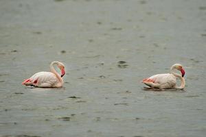 Pink flamingo relaxing in water in Sardinia, Italy photo