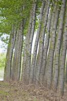 Poplar trees view photo