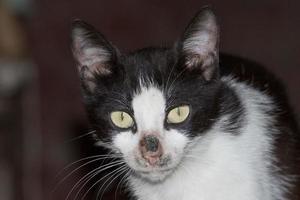 nose wounded black and white cat portrait photo