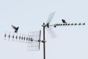 starlings flying from antenna photo