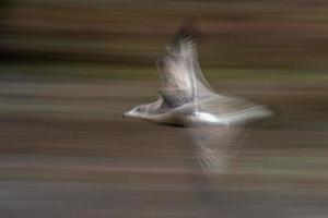 move effect on seagulls while flying photo