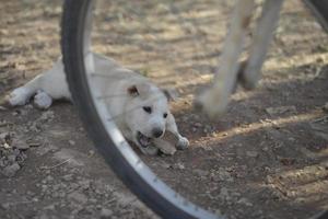 Puppy newborn White Pomeranian dog photo