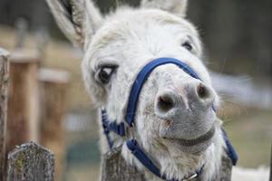 white donkey portrait photo