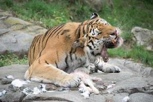 Siberian tiger while eating and looking at you photo