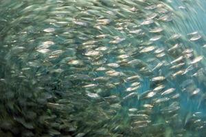 inside a giant sardines school of fish bait ball photo