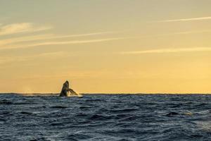 humpback whale lauches into breach at sunset photo