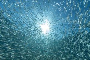 inside a giant sardines school of fish bait ball photo