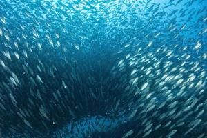 inside a giant sardines school of fish bait ball photo