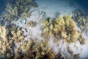 Nursery of Stingray in the sand underwater in th Sea of Cortez, Mexico photo