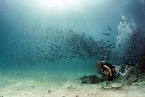 cormorant while fishing underwater in bait ball photo