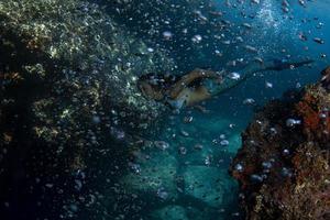 Mermaid swimming underwater in the deep blue sea photo