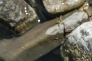 Bombylius insect while flying photo