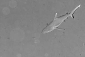tiburón gris listo para atacar bajo el agua foto