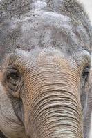 detalle de ojo de elefante foto