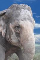 elephant eye detail photo