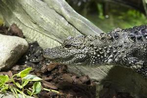 Chinese Alligator detail photo