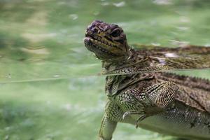 water lizard detail photo