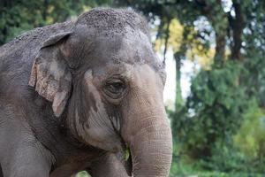 detalle de ojo de elefante foto