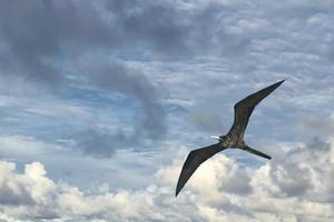 Frigate bird detail photo