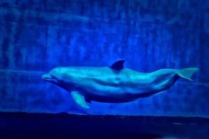 Dolphin underwater detail photo