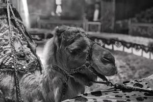 circus camel detail photo