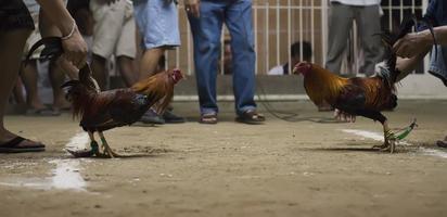 cock fight detail photo