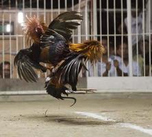 cock fight detail photo