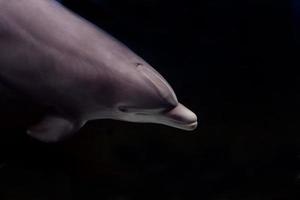 Dolphin underwater detail photo