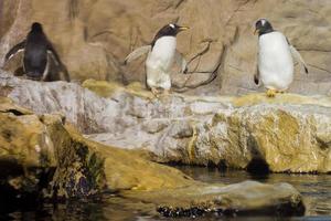 pingüinos acuario detalle foto