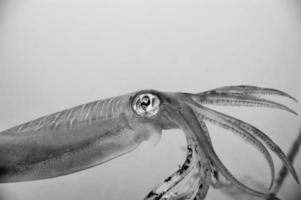squid cuttlefish looks like 20.000 leagues under the sea photo