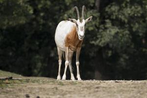 impala portrait detail photo