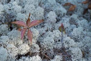 moss covered field detail photo