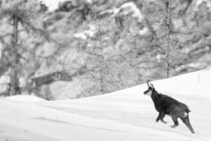 Chamois deer in the snow background photo