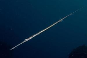 Cornetfish portrait detail photo