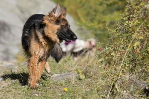 german shepard while looking at you photo